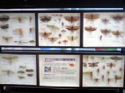兵庫県立人と自然の博物館での展示風景その４