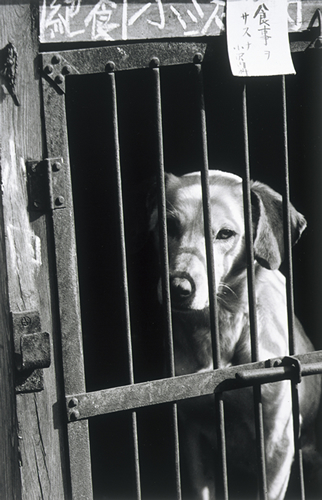 安井仲治《犬》1935年／2010年
