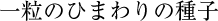 一粒のひまわりの種子