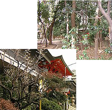 生田神社 [生田の森/箙（えびら）の梅] イメージ