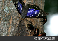オオムラサキ