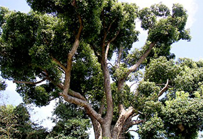 樹齢700年の樹