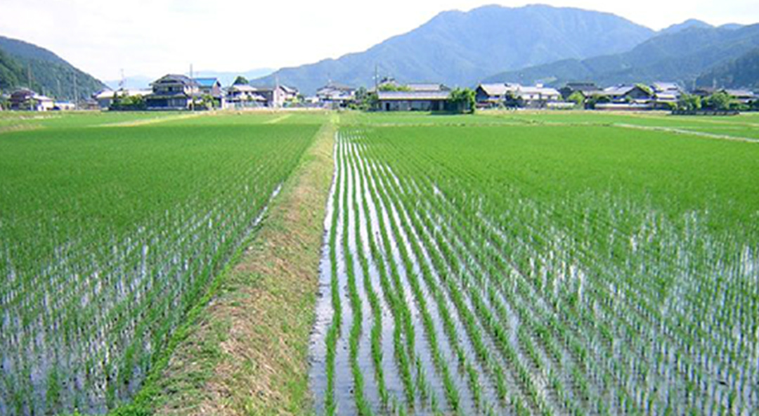 丹波の田園風景①の写真