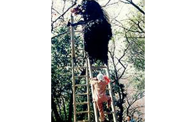 伊勢の森神社のはしご獅子