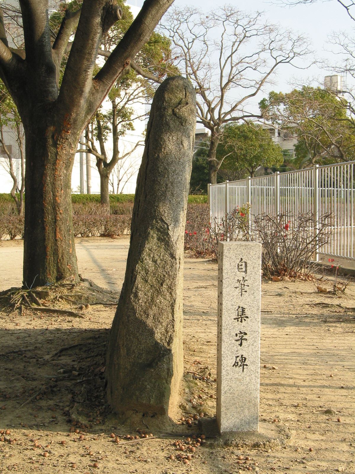 右全景