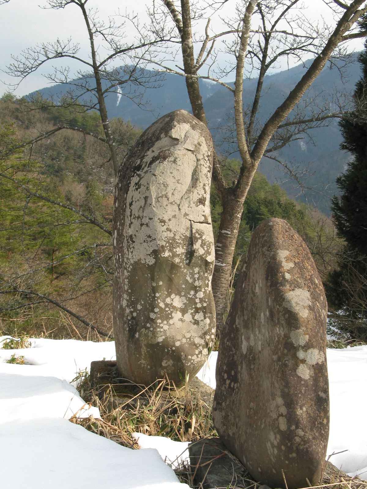 左全景